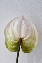 Green Anthurium