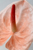 Pink Anthurium