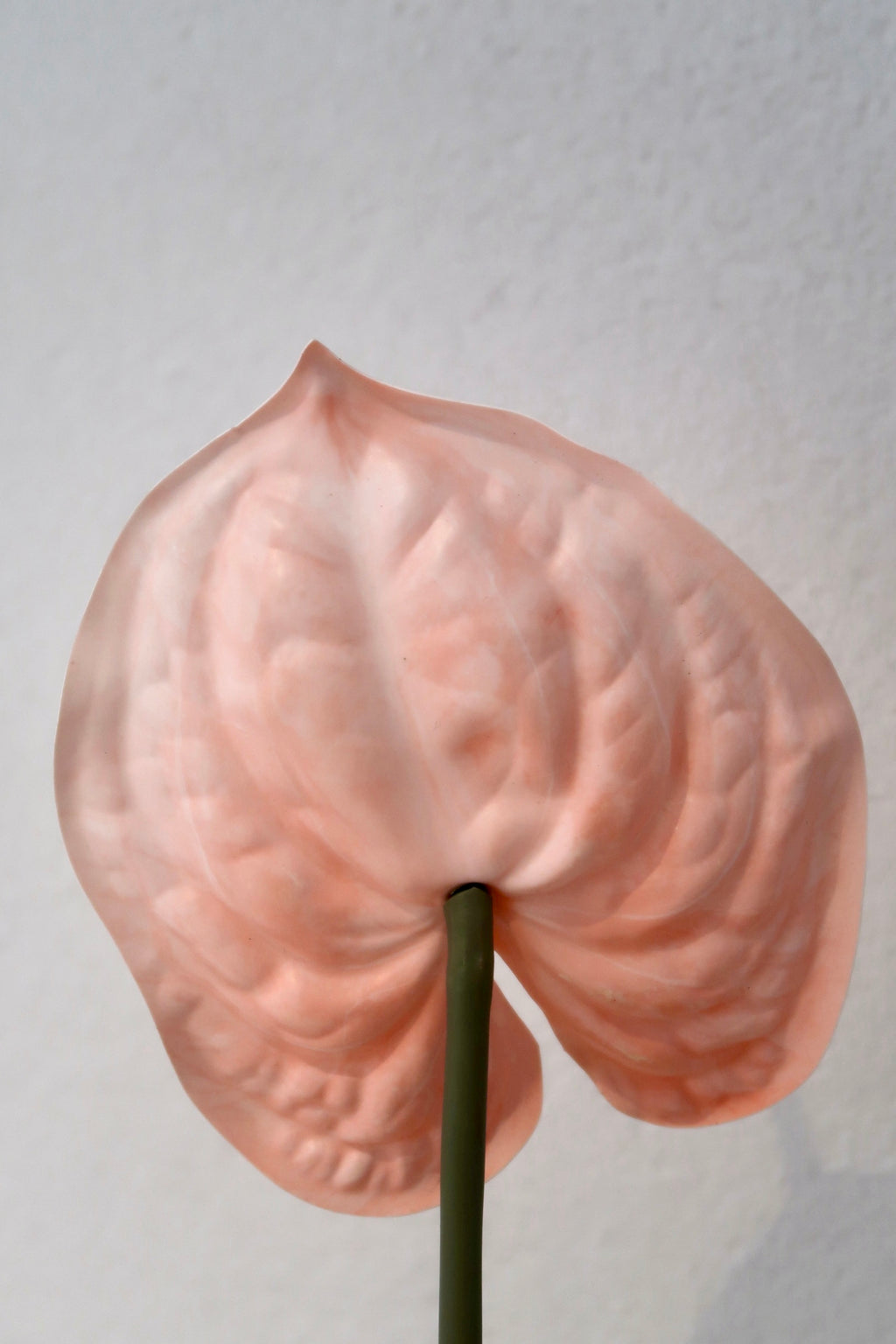 Pink Anthurium