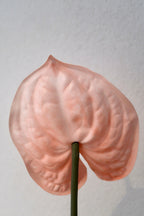 Pink Anthurium