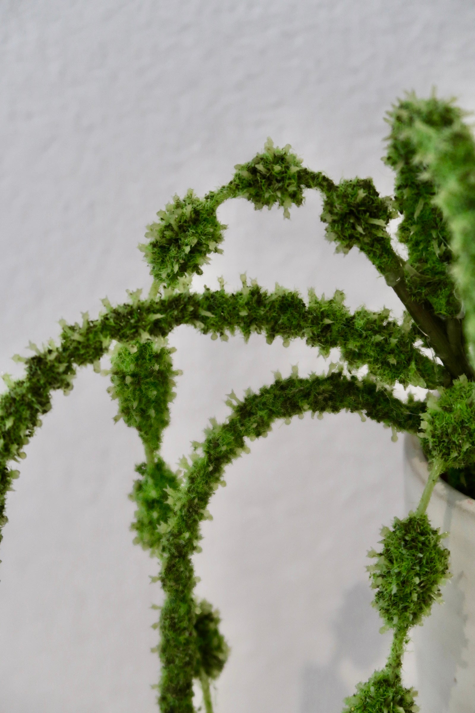 Green Amaranthus