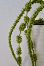 Chartreuse Amaranthus
