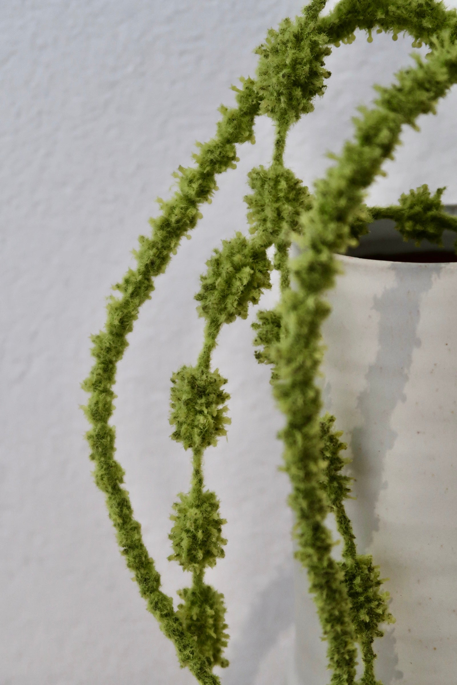 Chartreuse Amaranthus