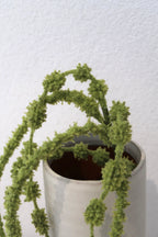 Chartreuse Amaranthus