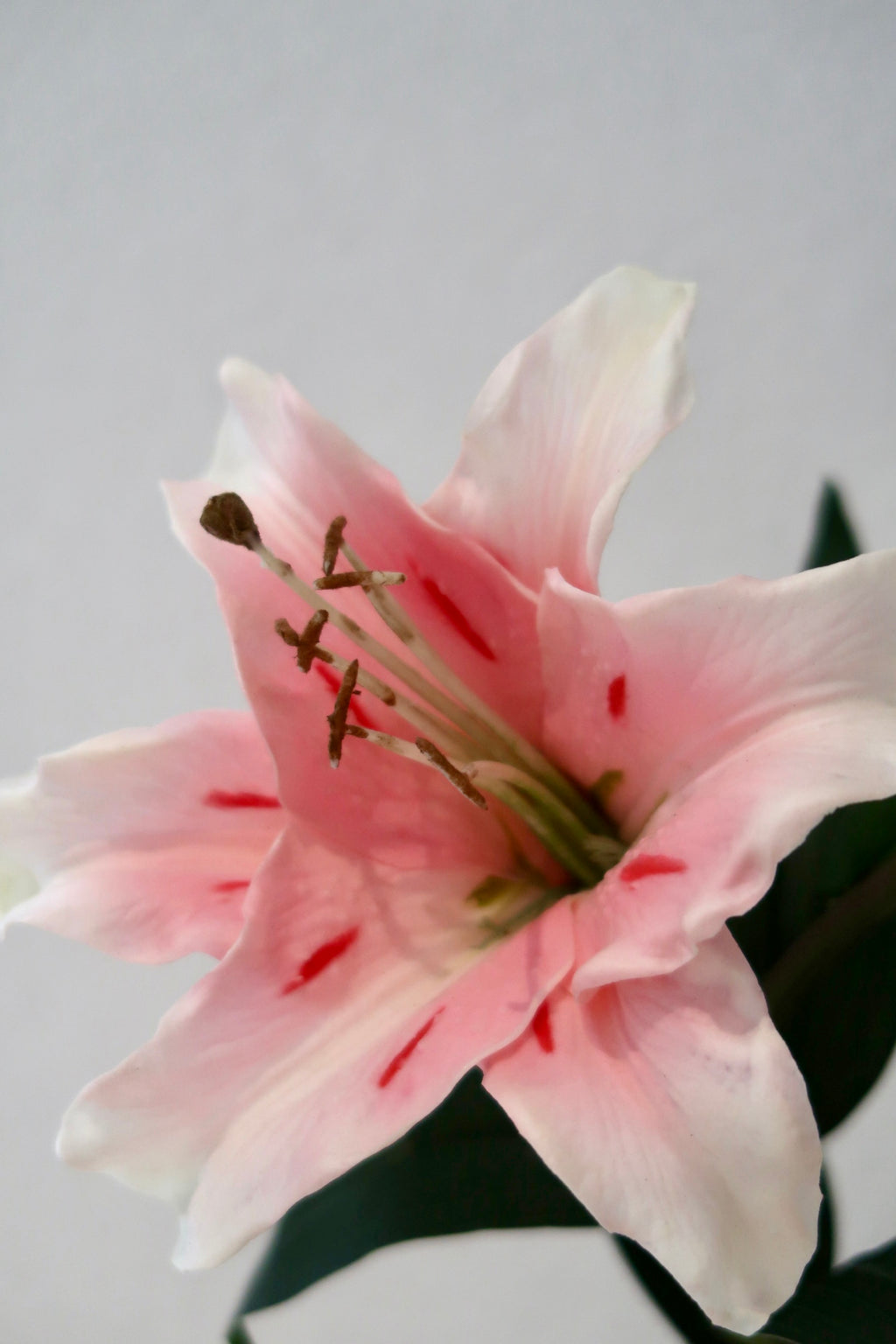 Pink Lily