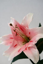 Pink Lily