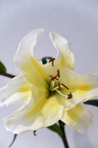 Yellow Lily
