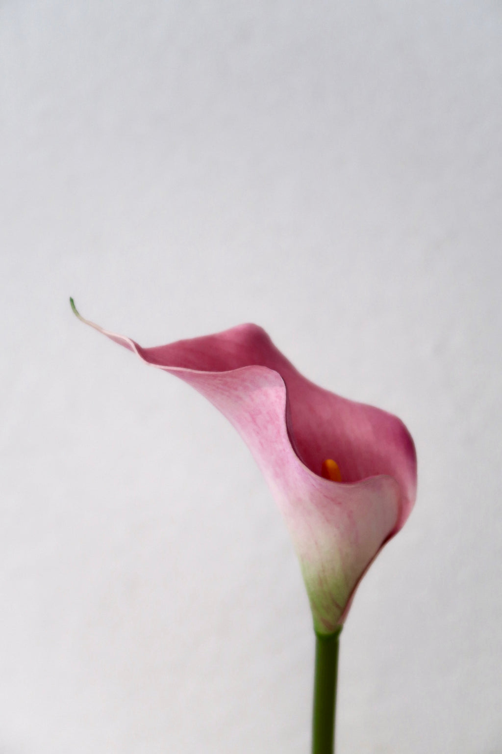 Light Pink Calla