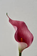 Light Pink Calla
