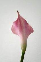 Light Pink Calla