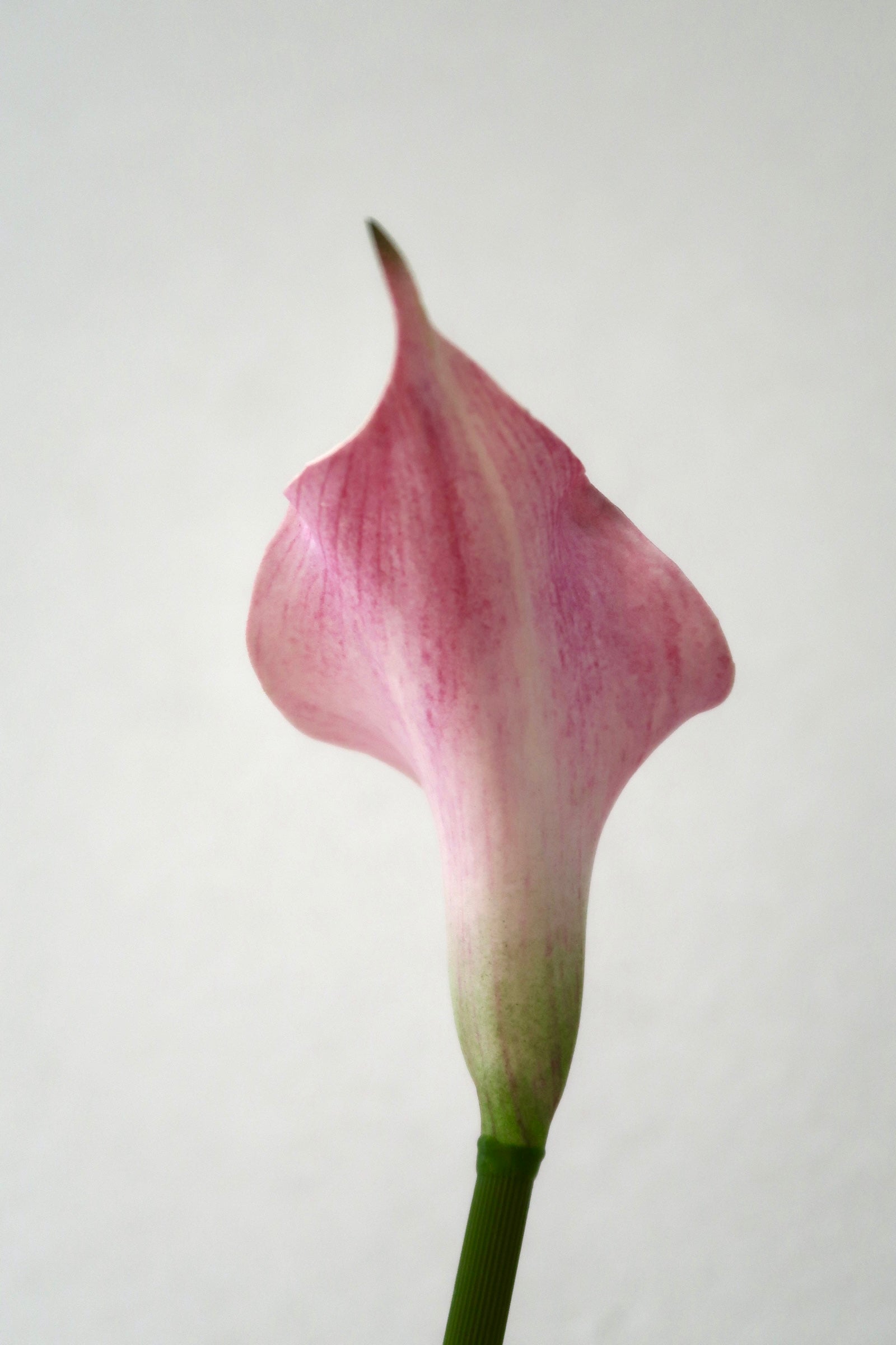 Light Pink Calla