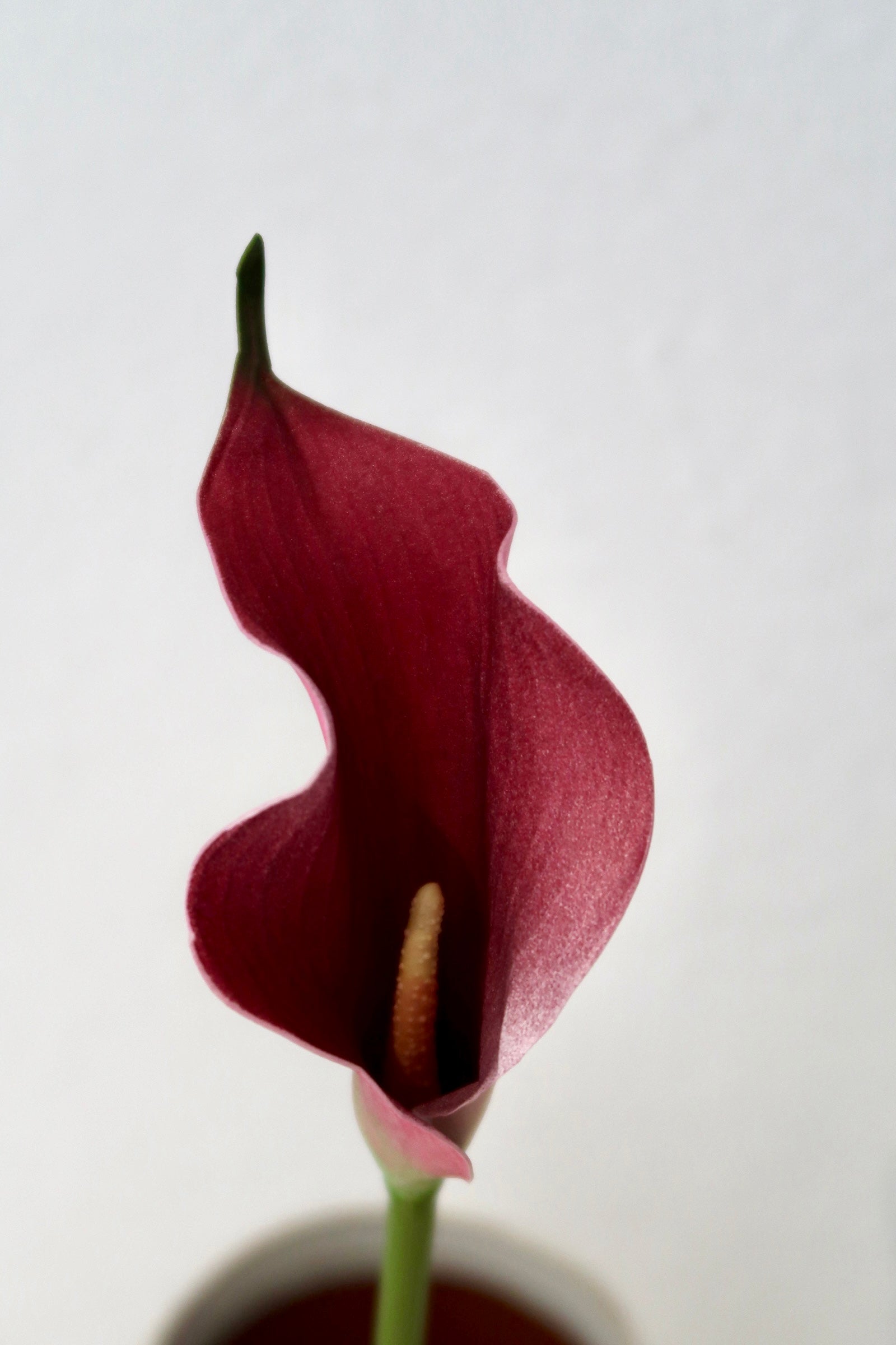 Dark Pink Calla