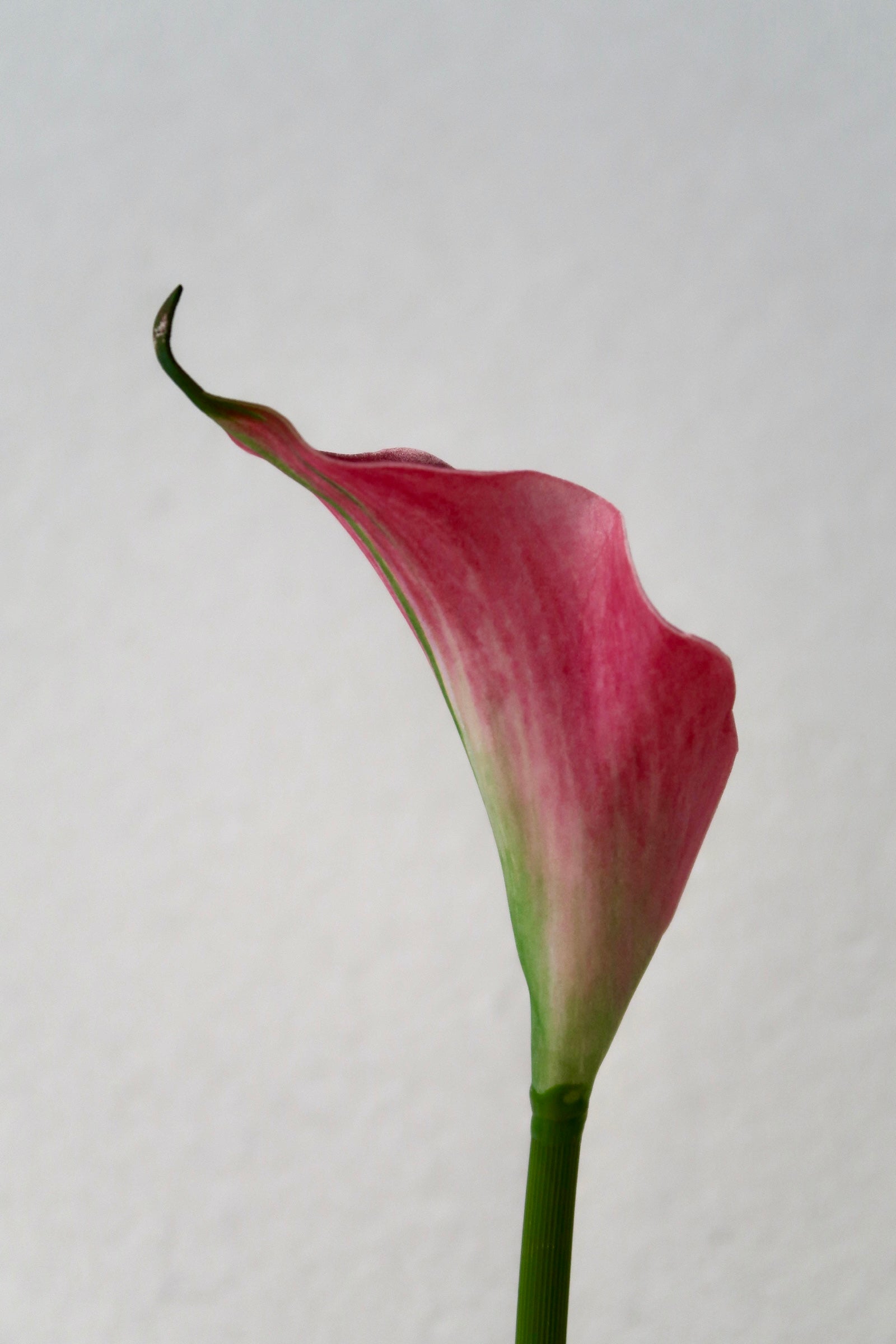 Dark Pink Calla