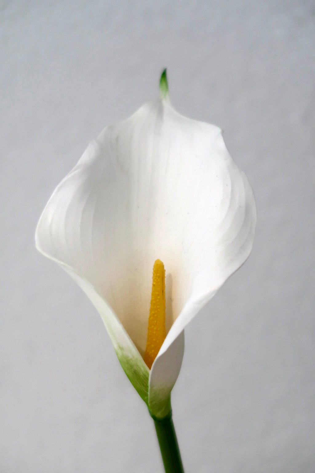 White Calla