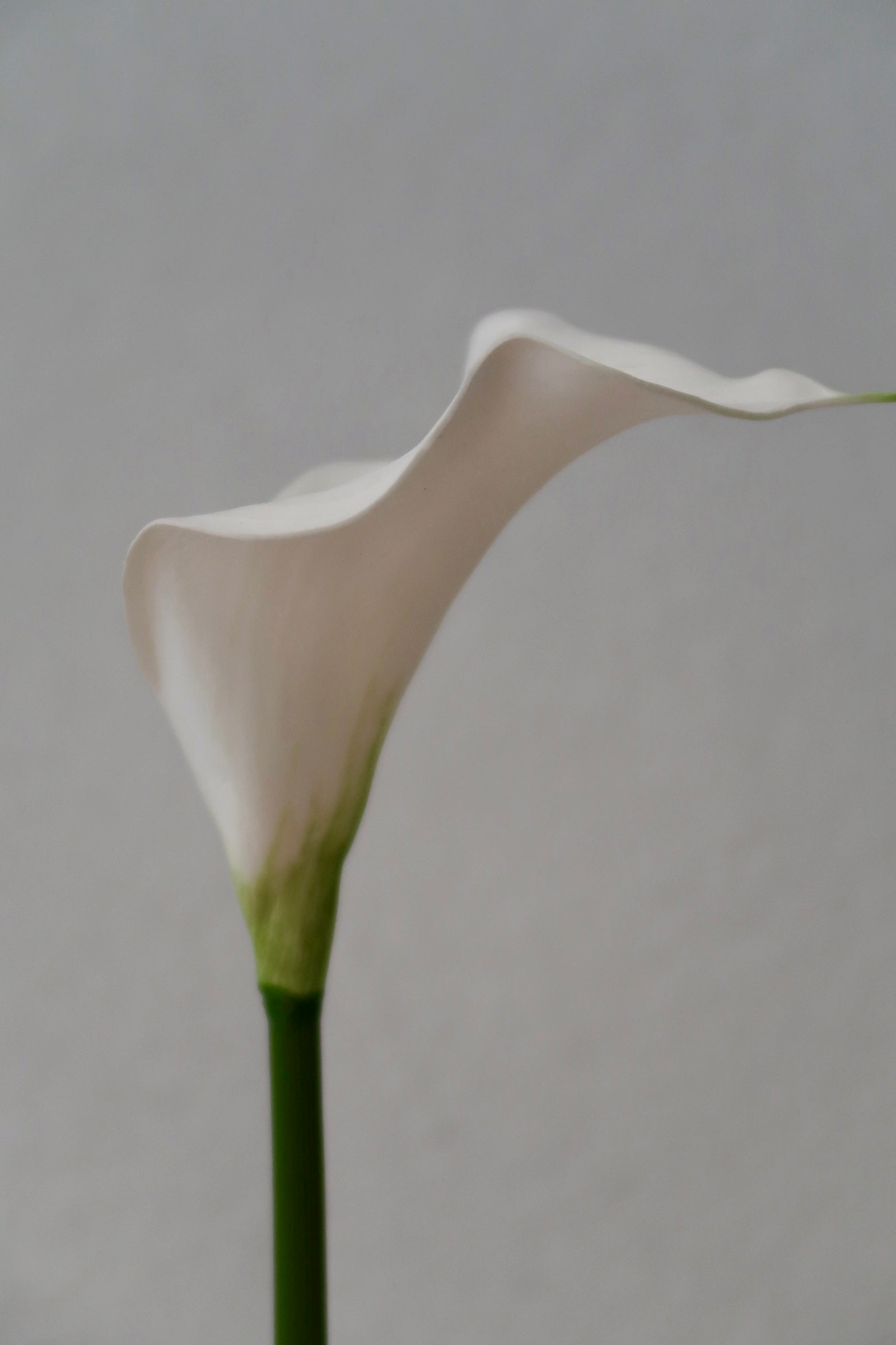 White Calla
