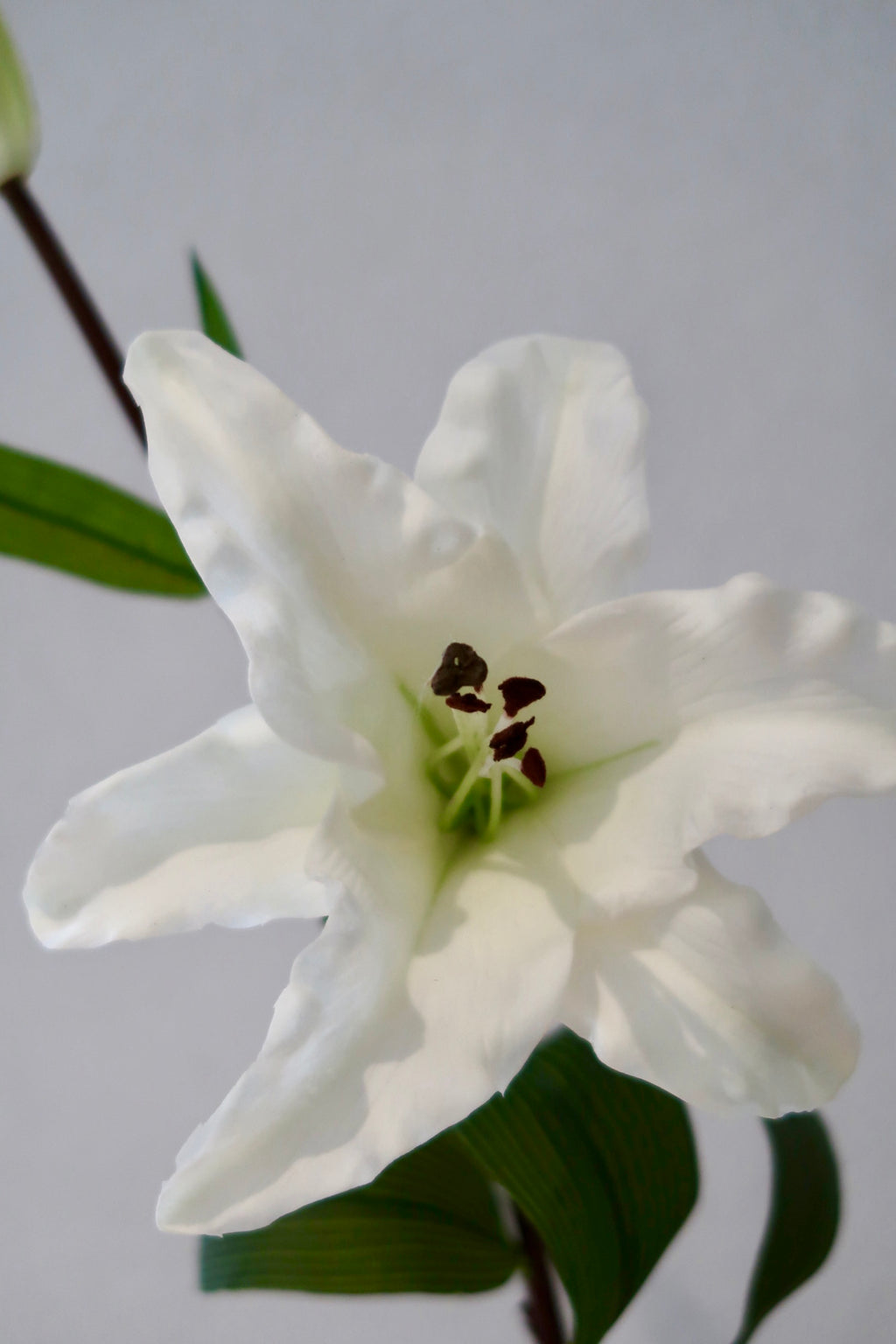 White Lily