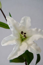 White Lily