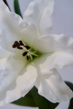 White Lily