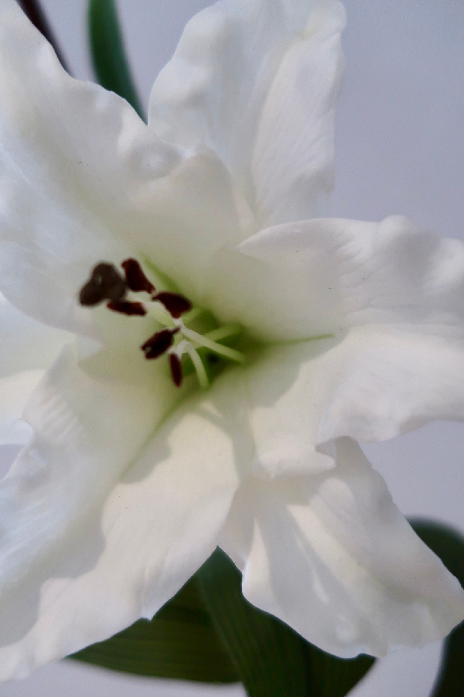 White Lily