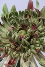 Blush Green Chrysanthemum
