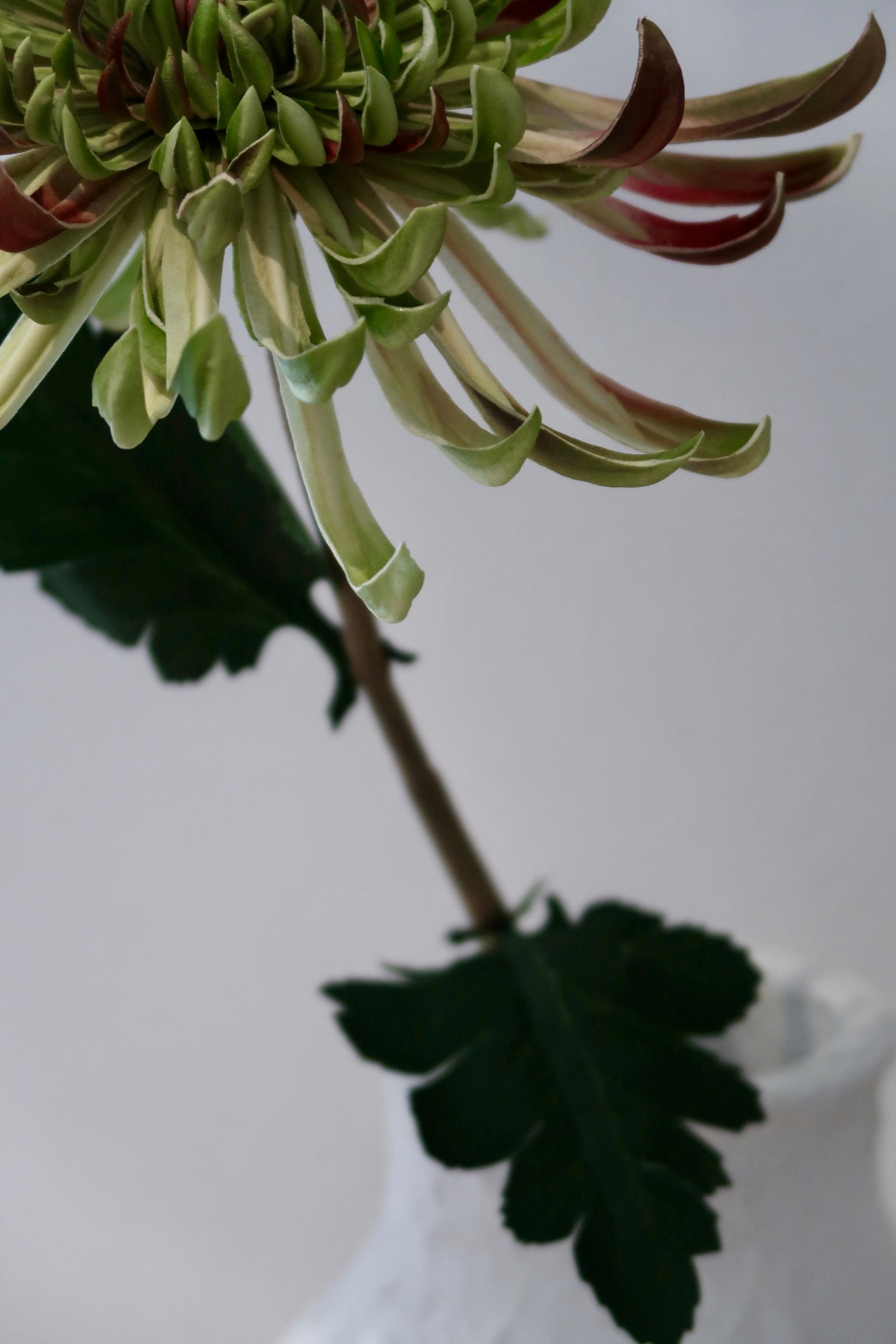 Blush Green Chrysanthemum