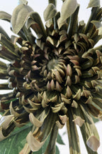 Deep Green Chrysanthemum