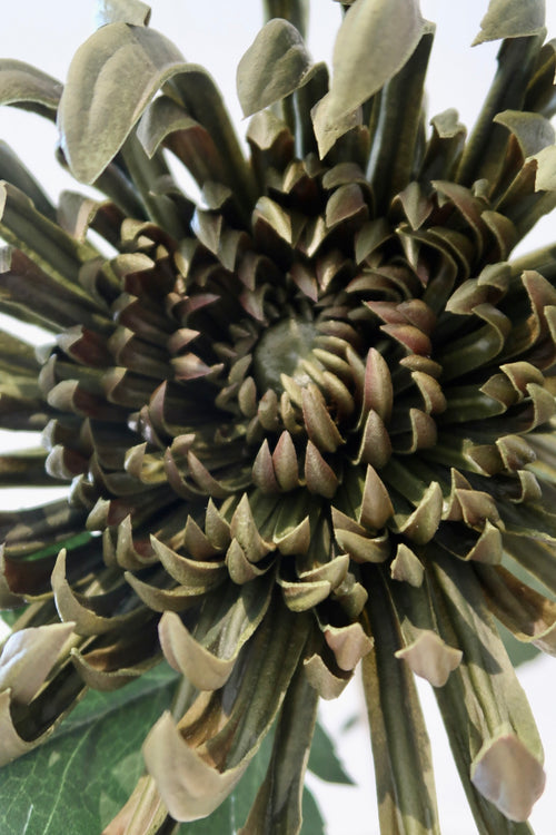 Deep Green Chrysanthemum