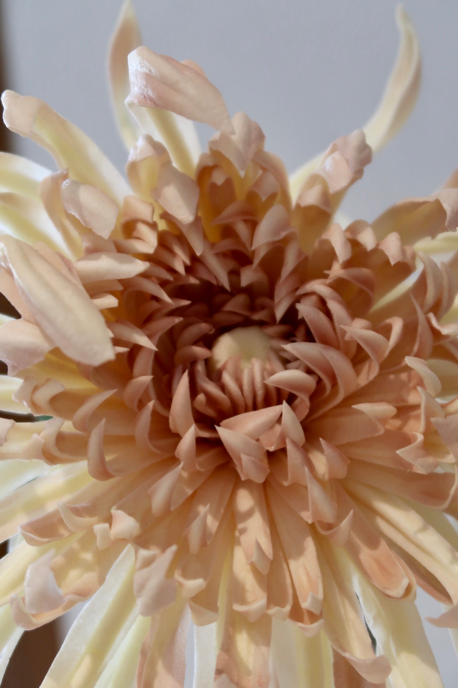 Light Coffee Chrysanthemum