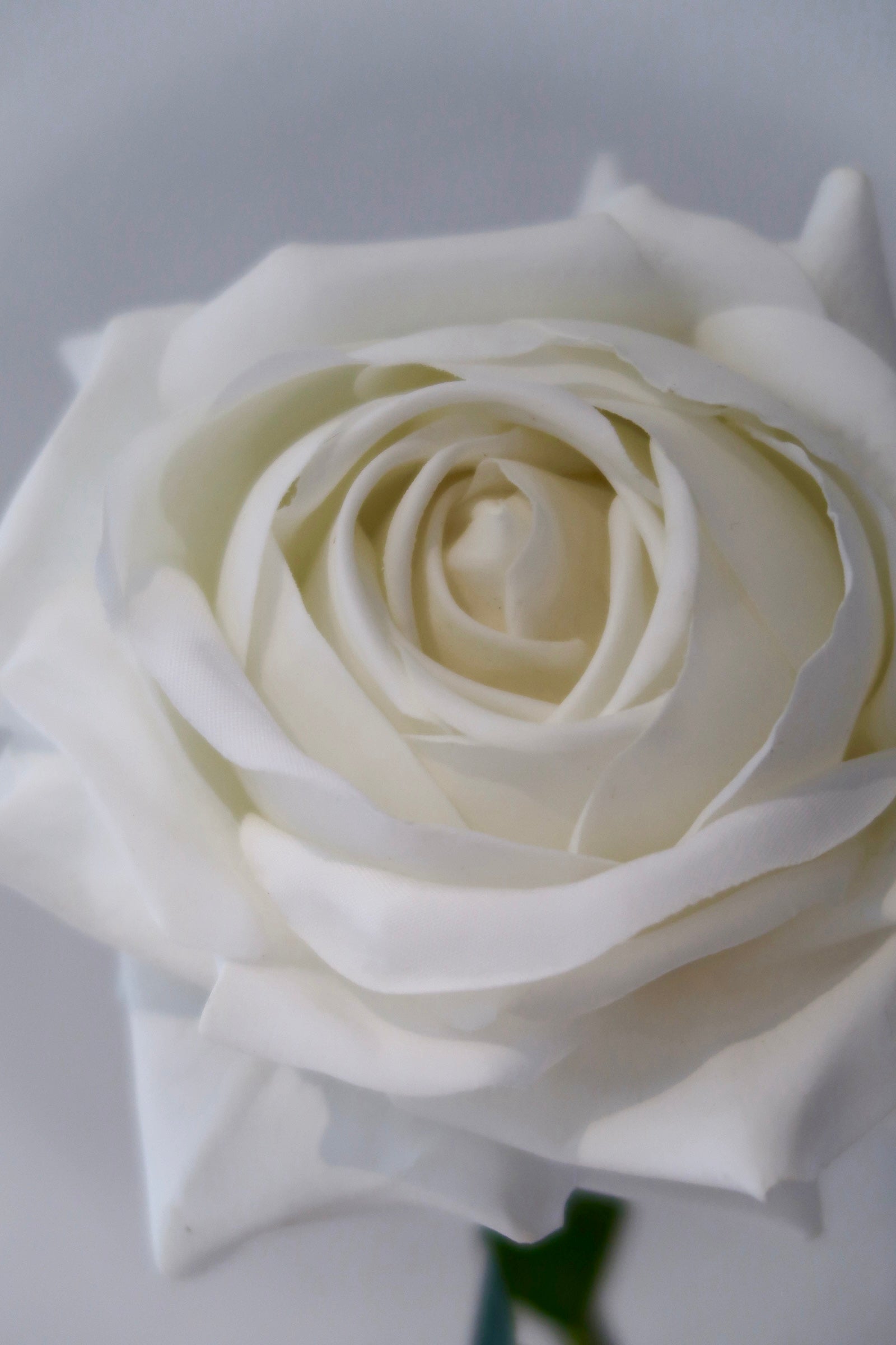 White Rose