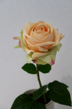 Champagne Rose