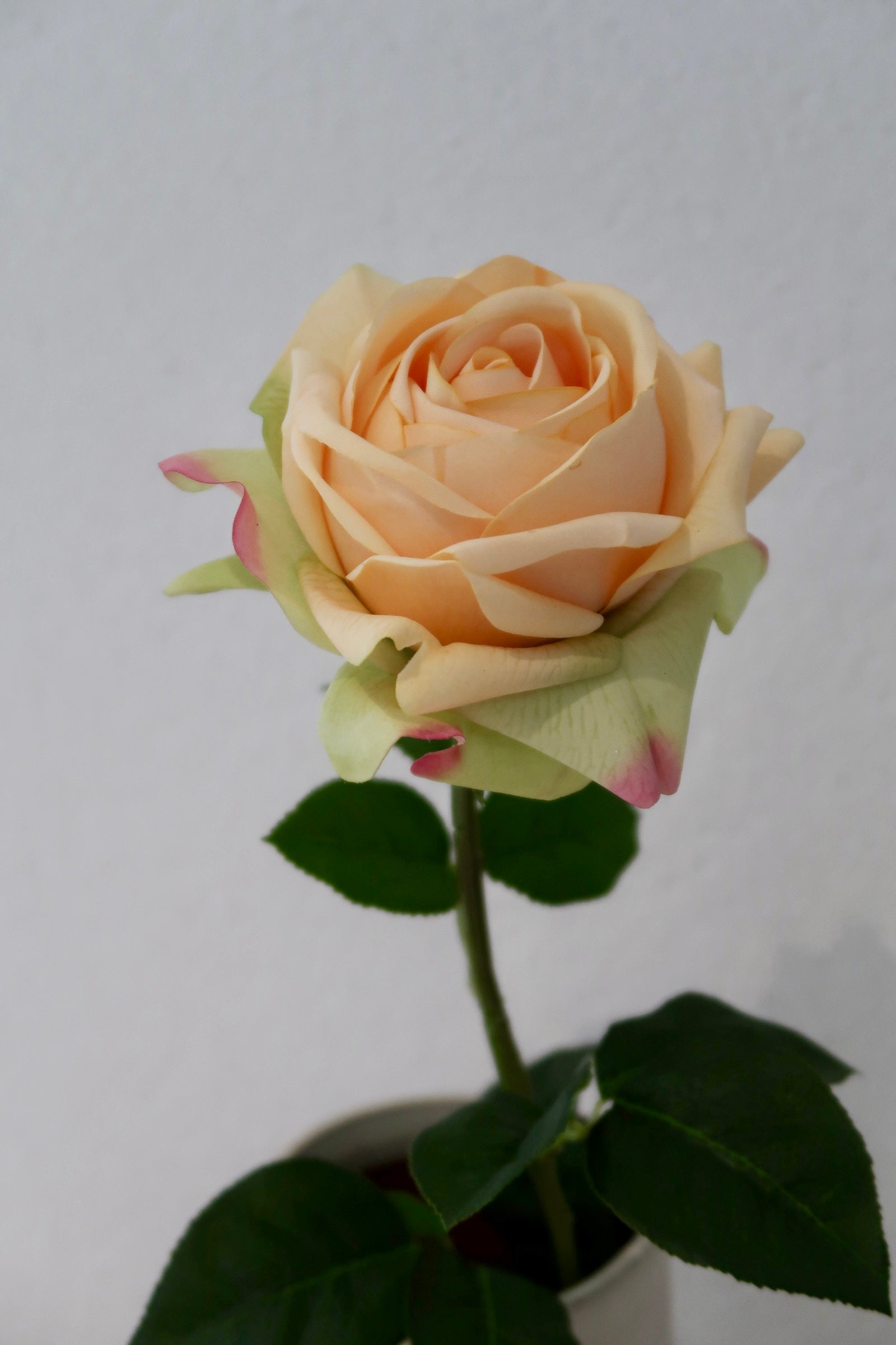 Champagne Rose