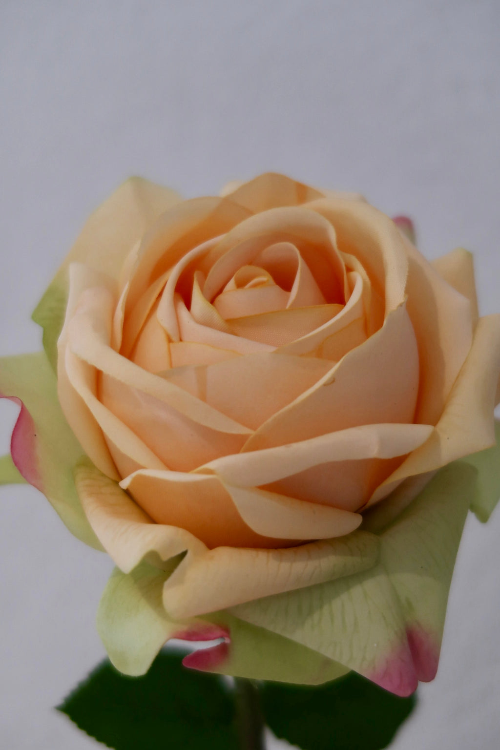 Champagne Rose