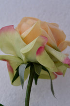 Champagne Rose