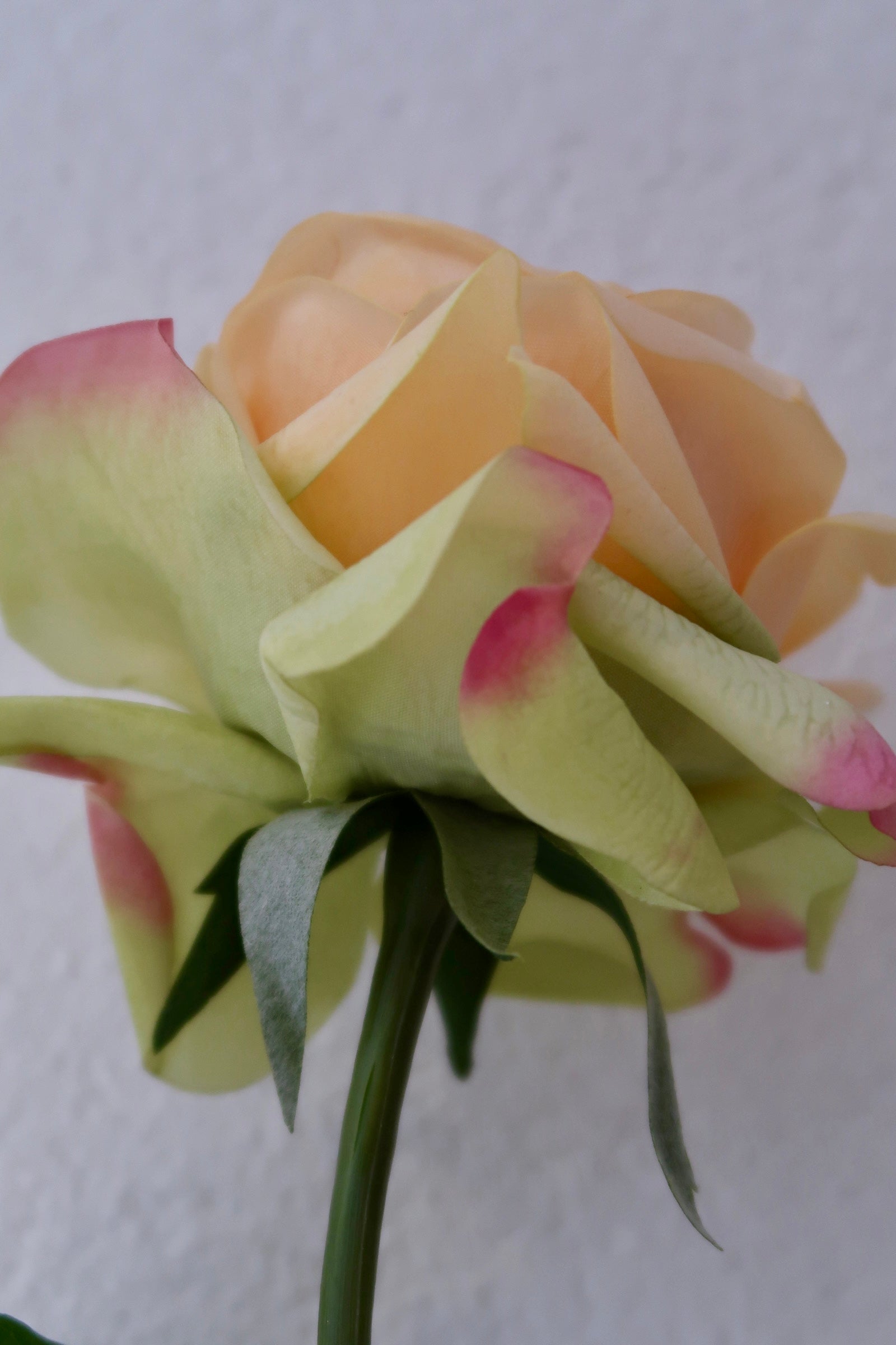 Champagne Rose