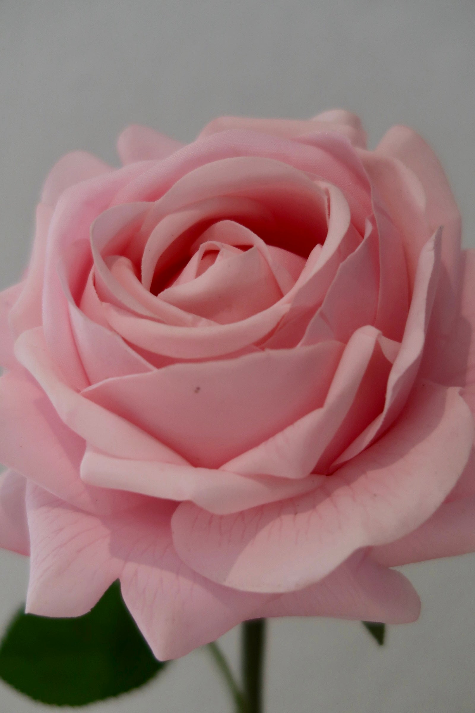 Pink Rose