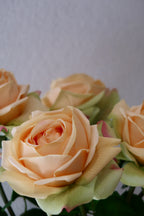 Champagne Rose
