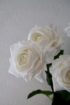White Rose