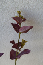 Purple Eucalyptus