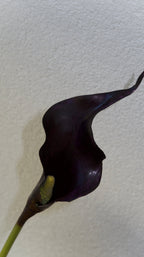 Black Purple Calla