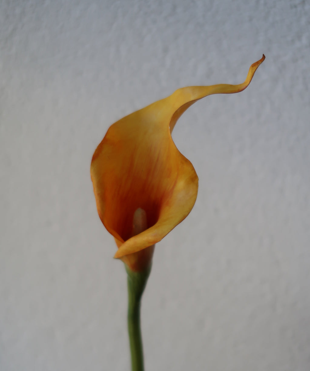 Golden Cranberry