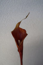 Coffee Calla