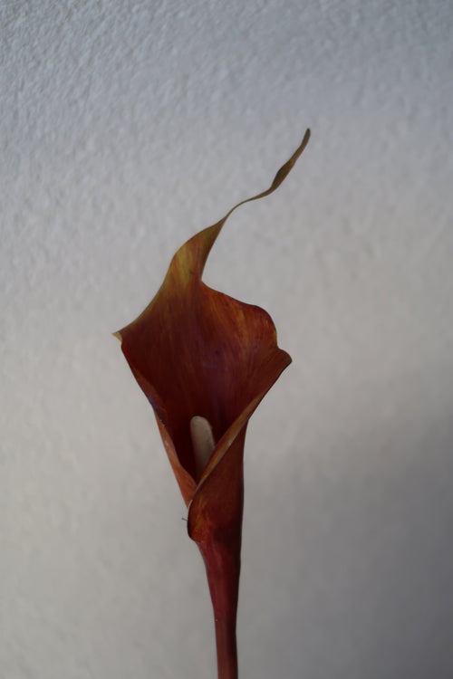 Coffee Calla