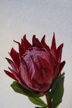 Red King Protea