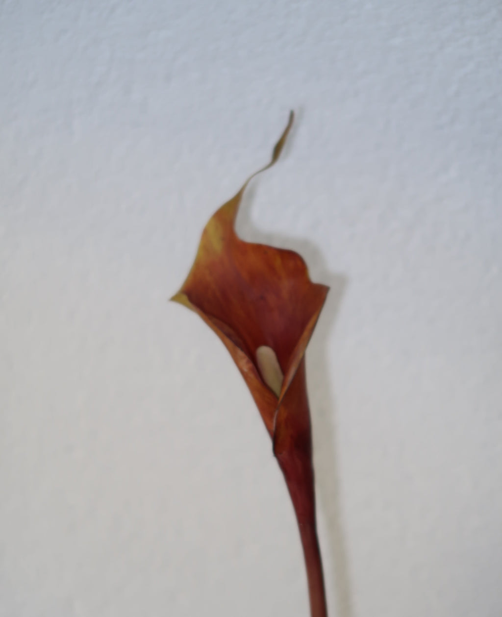 Calla Café