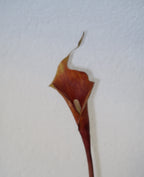 Calla Café