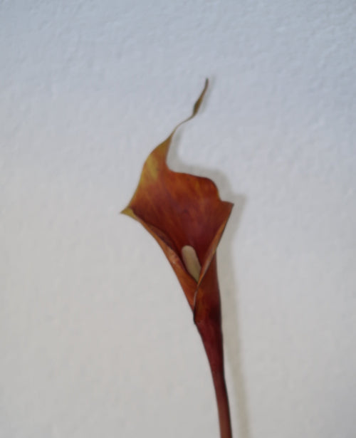 Coffee Calla