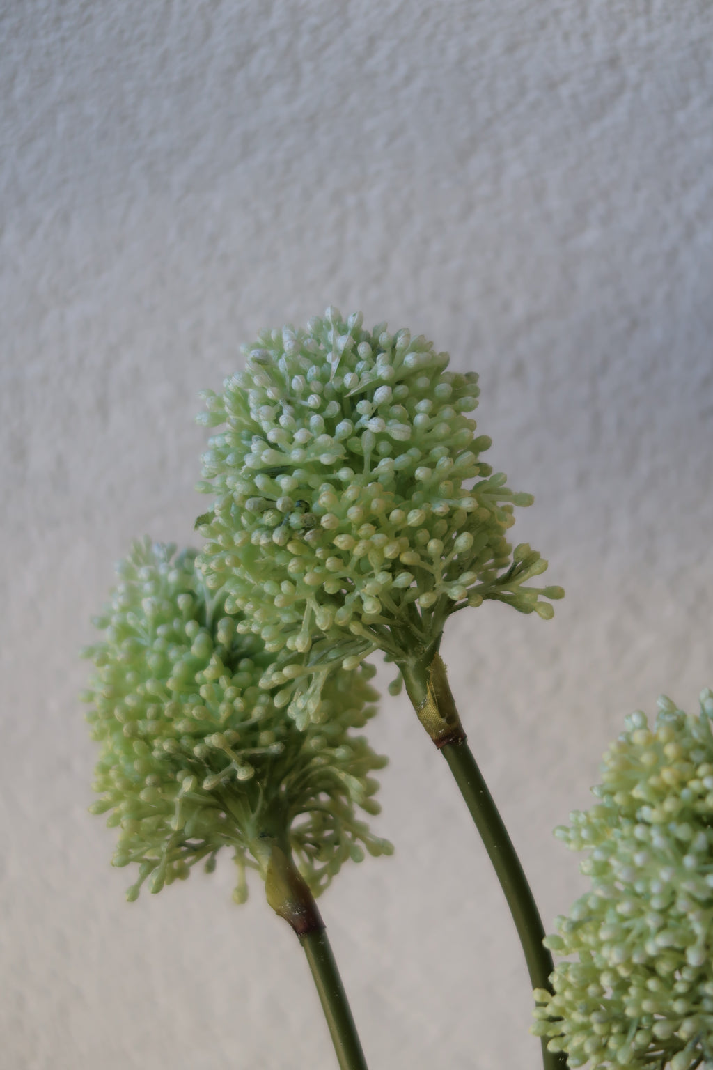 White Allium