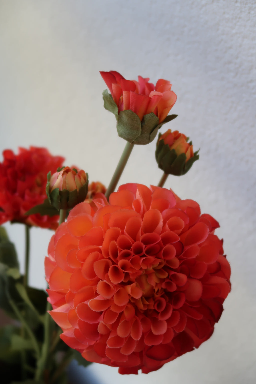 Orange Dahlia