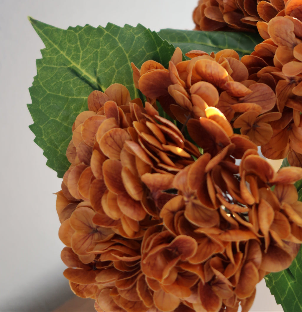 Orange Hydrangea