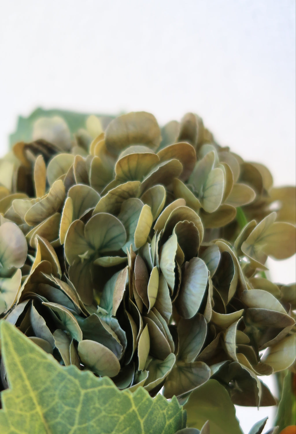 Olive Green & Orange Hydrangeas